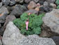 No.070-高山植物の女王「コマクサ」
