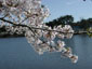 No.9桜と池