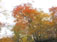十和田湖周辺の紅葉
